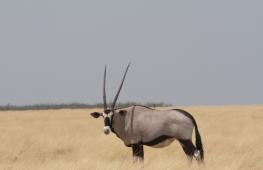 Сахарский орикс (Oryx dammah)