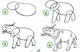 Рисуем животных поэтапно карандашом для начинающих
