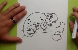 Как нарисовать хамелеона: поэтапное описание для начинающих